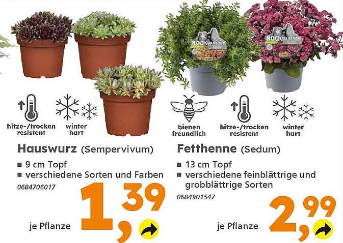 Hauswurzn (Sempervivum) und Fetthenne (Sedum) - Pflanzenangebote im Globus Baumarkt!