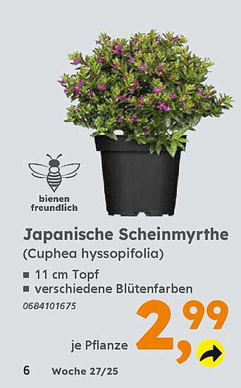 Japanische Scheinmyrthe (Cuphea hyssopifolia) - 11 cm Topf, verschiedene Blütenfarben