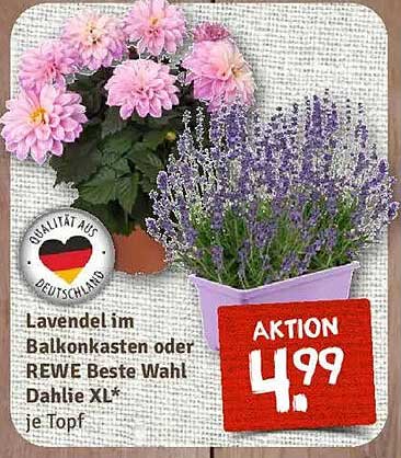Lavendel im Balkonkasten oder REWE Beste Wahl Dahlie XL* je Topf