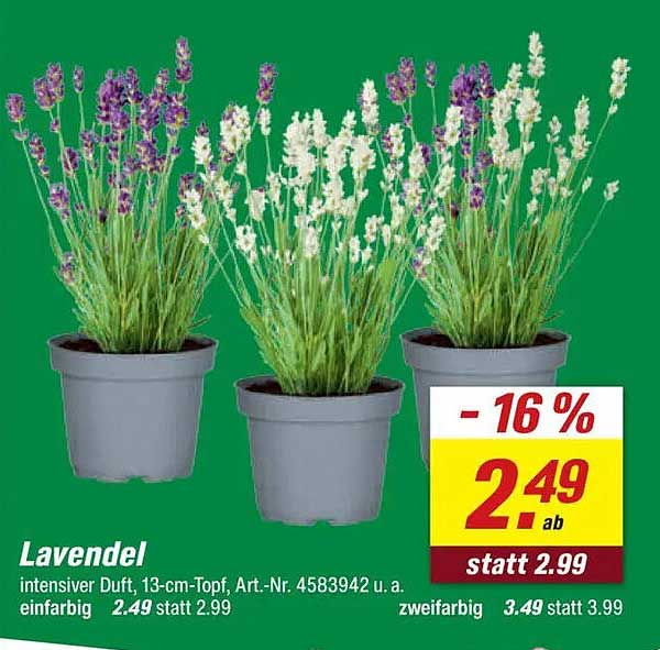 Lavendel intensiv duftend, 13-cm-Topf