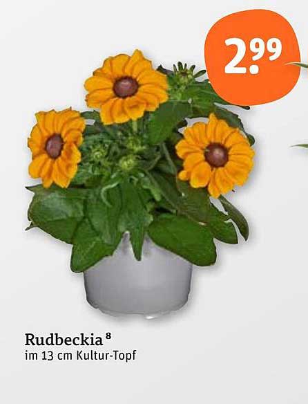 Rudbeckia im 13 cm Kultur-Topf