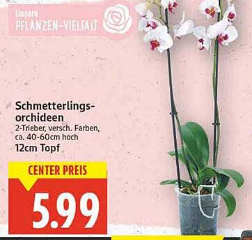 Schmetterlingsorchideen 2-Trieber, verschiedenfarbig, 40-60cm hoch, 12cm Topf