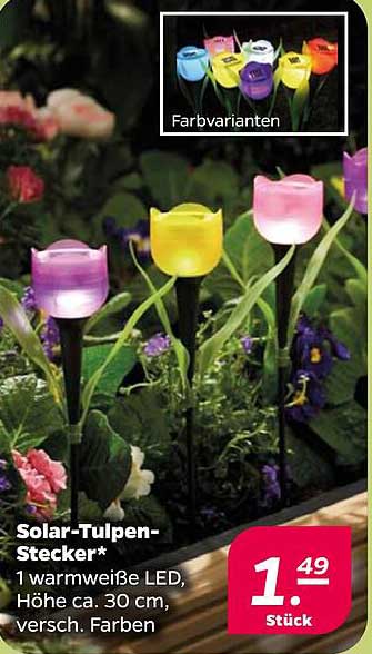 Solar-Tulpen-Stecker - 1 warmweiße LED, Höhe ca. 30 cm, versch. Farben