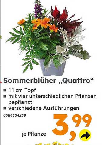 Sommerblüher „Quattro“