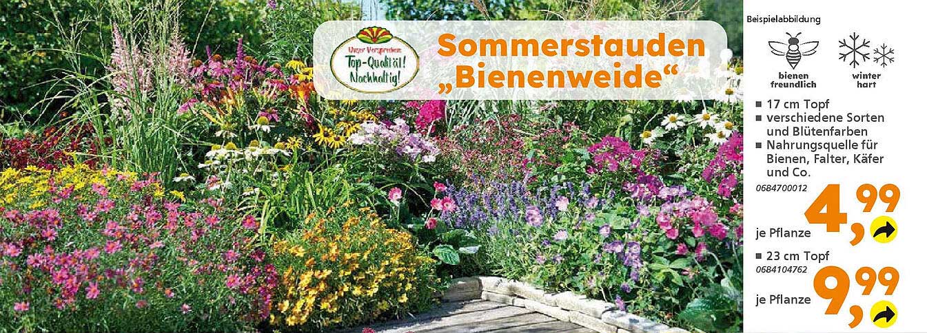 Sommerstauden "Bienenweide"