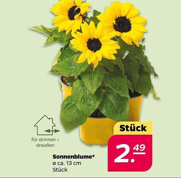 Sonnenblume* Ø ca. 13 cm Stück