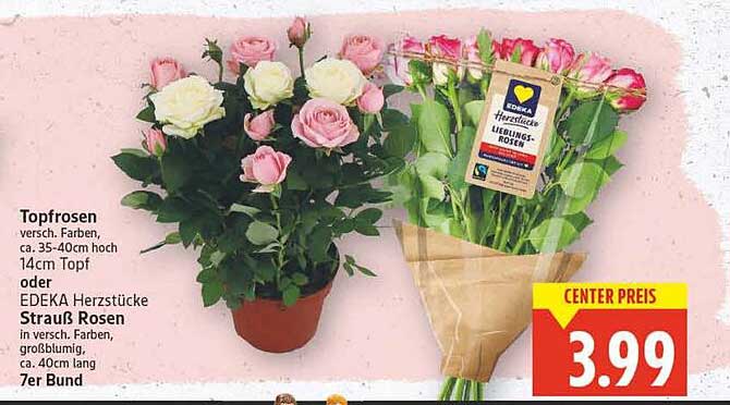 Topfrosen oder EDEKA Herzstücke Strauß Rosen (7er Bund)