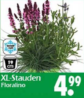 XL-Stauden Floralino