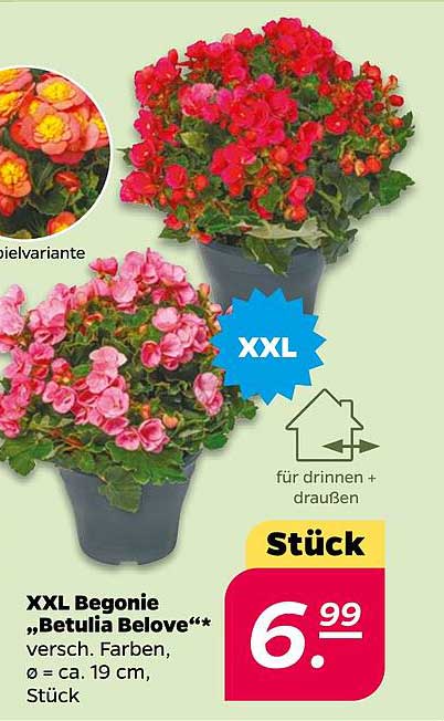 XXL Begonie „Betulia Belove“ – Verschiedene Farben, Ø ca. 19 cm, Stück