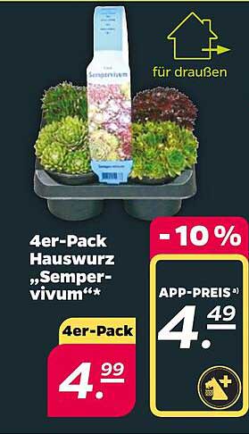 4er-Pack Hauswurz „Sempervivum“**