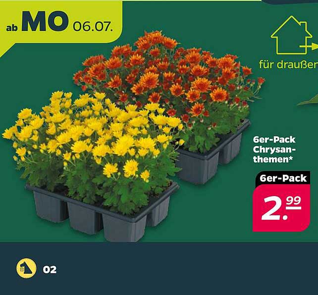 6er-Pack Chrysanthemen*