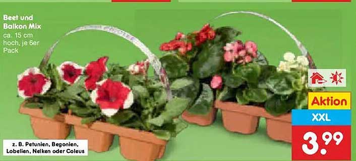 Beet und Balkon Mix ca. 15 cm hoch, je 6er Pack
