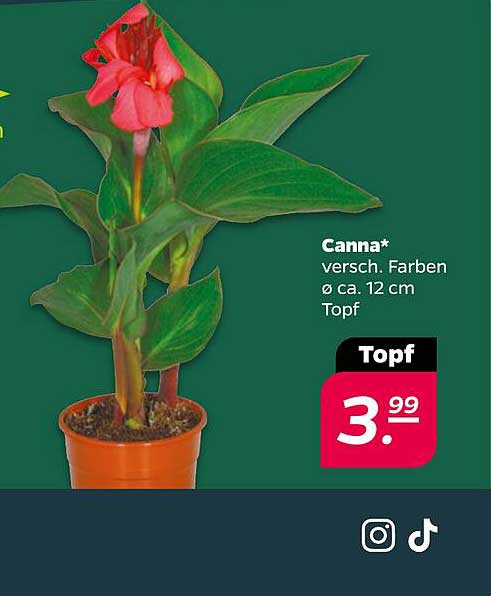 Canna* versch. Farben ø ca. 12 cm Topf
