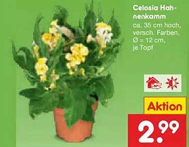 Celosia Hahnkamm ca. 35 cm hoch, versch. Farben, Ø 12 cm, je Topf