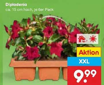 Dipladenia