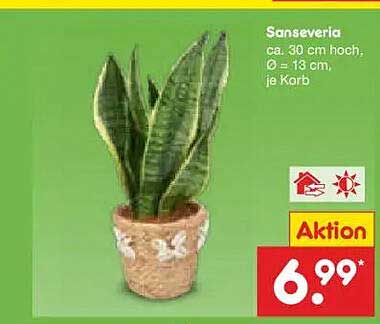 Sanseveria ca. 30 cm hoch, Ø = 13 cm, je Korb