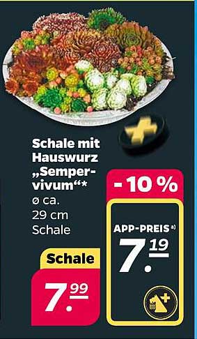 Schale mit Hauswurz „Sempervivum“*