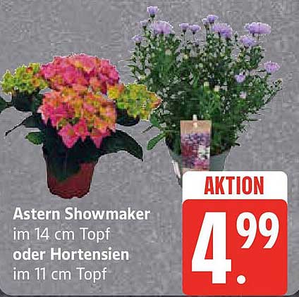 Aster Showmaker im 14 cm Topf oder Hortensien im 11 cm Topf