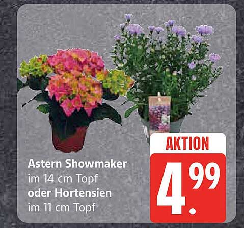 Astern Showmaker im 14 cm Topf oder Hortensien im 11 cm Topf