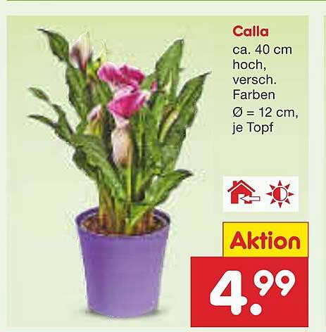 Calla Pflanze - ca. 40 cm hoch, verschiedene Farben