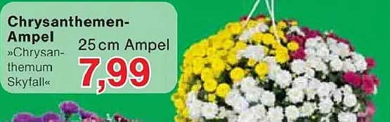 Chrysanthemen-Ampel »Chrysanthemum Skyfall« 25 cm Ampel