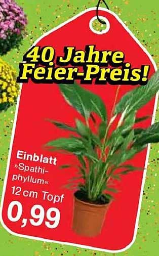Einblatt »Spathiphyllum« 12 cm Topf - 40 Jahre Feier-Preis!