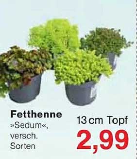 Fetthenne »Sedum«, verschiedene Sorten, 13 cm Topf