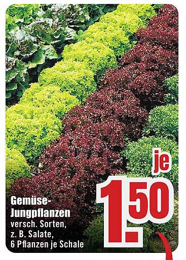 Gemüse-Jungpflanzen - verschiedene Sorten, z. B. Salate