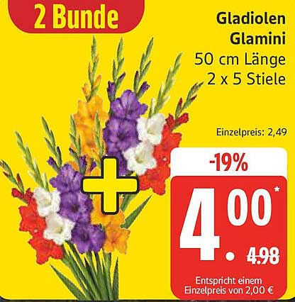 Gladiolen Glamini 2 Bunde