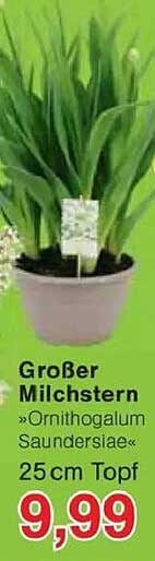 Großer Milchstern »Ornithogalum Saundersiae« 25 cm Topf