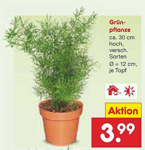 Grünpflanze ca. 30 cm hoch, versch. Sorten Ø = 12 cm, je Topf