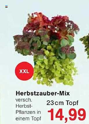 Herbstzauber-Mix - verschiedene Herbst-Pflanzen in einem Topf