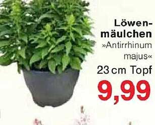 Löwenmäulchen »Antirrhinum majus« 23cm Topf