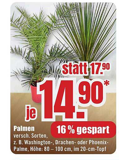 Palmen verschiedener Sorten, z. B. Washington-, Drachen- oder Phoenix-Palme, Höhe: 80 – 100 cm, im 20-cm-Topf