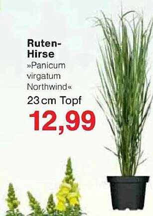 Ruten-Hirse »Panicum virgatum Northwind« 23 cm Topf