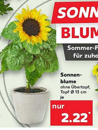 SONNENBLUME - Sommer-Pflanze für Zuhause