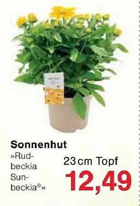 Sonnenhut »Rudbeckia Sunbeckia« 23 cm Topf