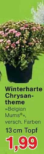 Winterharte Chrysantheme »Belgian Mums«