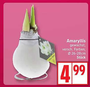Amaryllis gewachst, verschiedene Farben, Ø 26-28 cm Stück