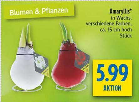Amaryllis in Wachs, verschiedene Farben, ca. 15 cm hoch
