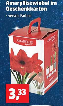Amarylliszwiebel im Geschenkkarton - verschiedene Farben