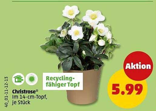 Christrose* im 14-cm-Topf, je Stück