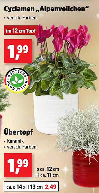 Cyclamen „Alpenveilchen“ im 12 cm Topf