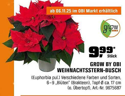 GROW BY OBI WEIHNACHTSSTERNS-BUSCH