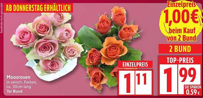 Moosrosen in verschiedenen Farben – 7er Bund