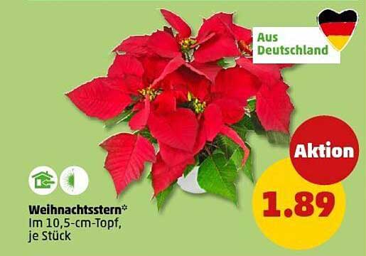 Weihnachtsstern im 10,5-cm-Topf, je Stück