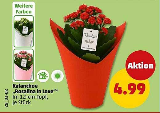 Kalanchoe „Rosalina in Love“* im 12-cm-Topf, je Stück