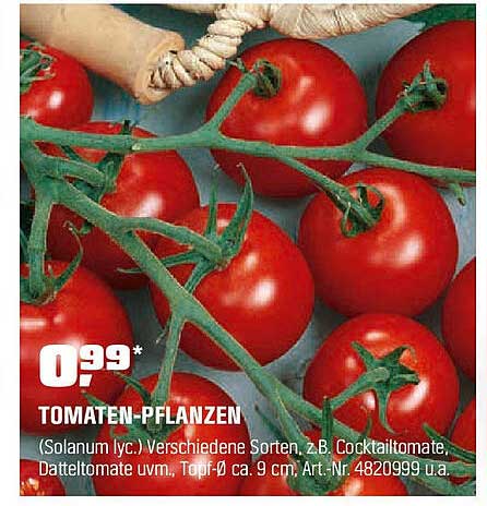 TOMATEN-PFLANZEN