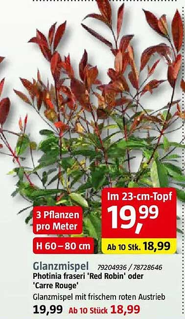 Glanzmispel Photinia fraseri 'Red Robin' oder 'Carre Rouge'