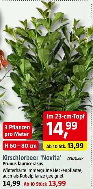 Kirschlorbeer 'Novita' Prunus laurocerasus